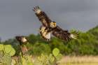 Crested caracara in flight-Rio Grande Valley-Texas Art Print